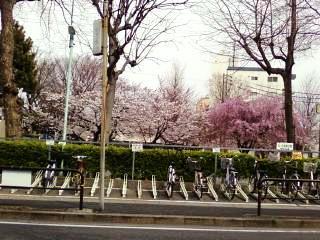 2016事務所前さくら.jpg