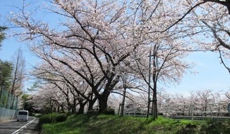 小学校側から見た桜並木.JPG