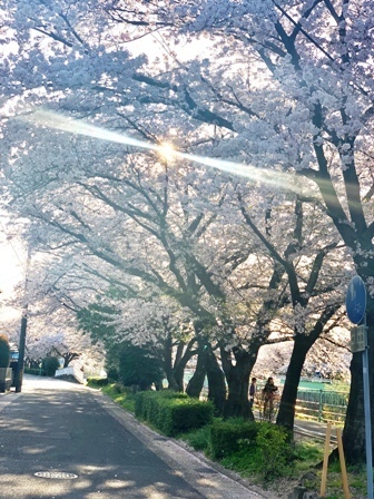 桜から夕陽.jpg