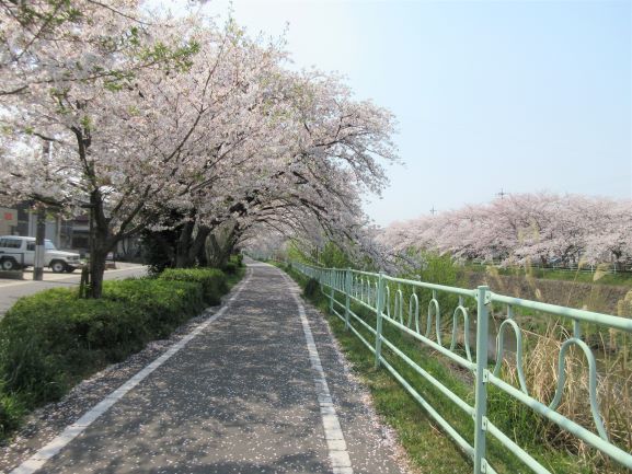 桜みち.jpg