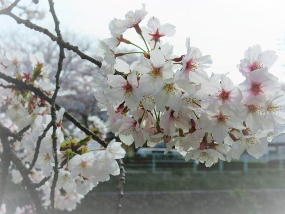 桜ズームアップ2020.jpg