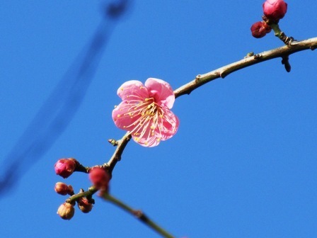 梅2019.JPG