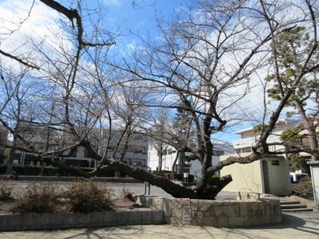 西一社第一公園　桜の木.JPG